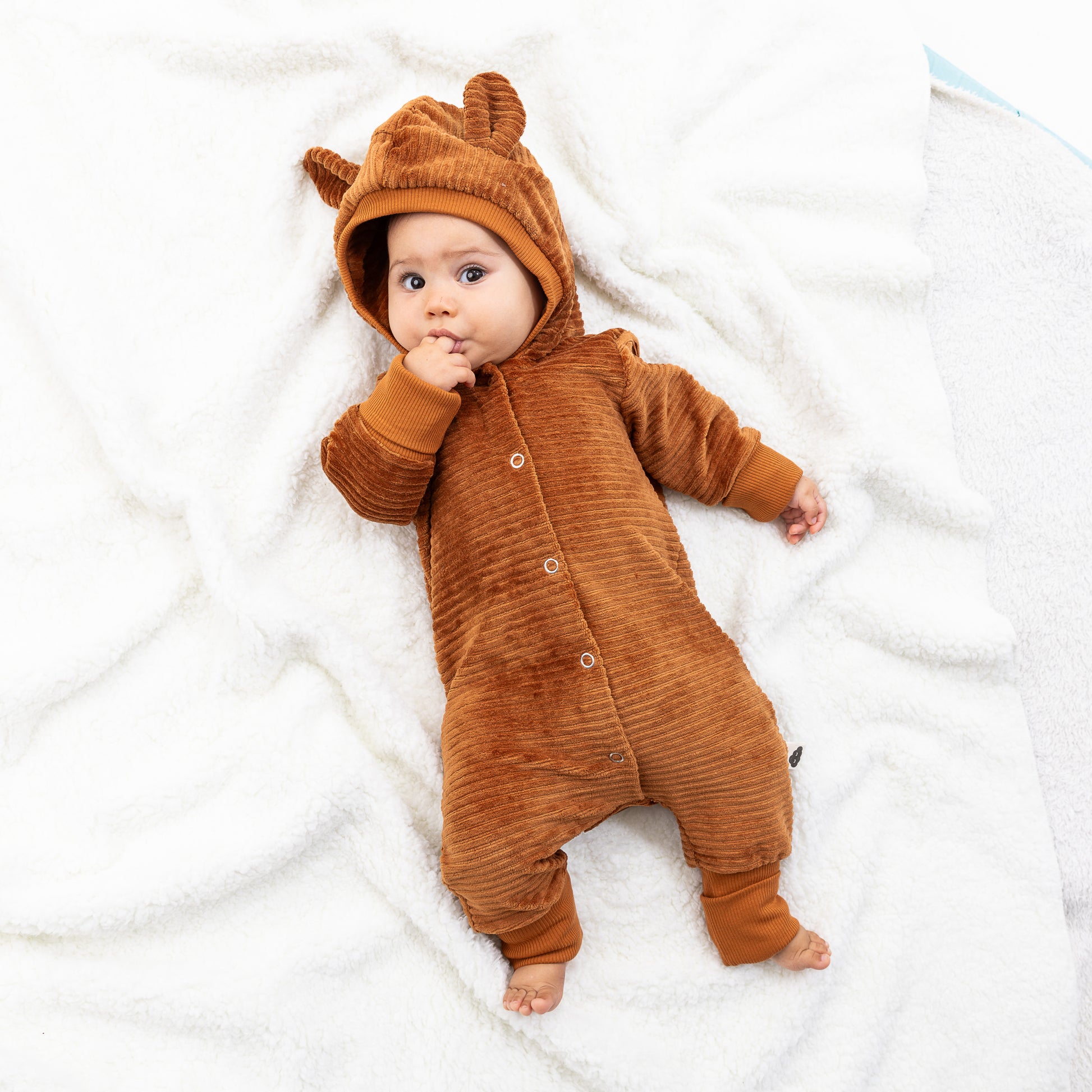 combinaison evolutive renard